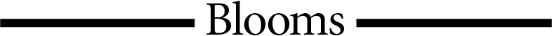 Blooms – Wild Flower Bouquets